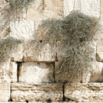 頌恩 575 耶穌基督品位尊