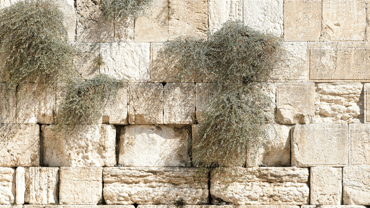 頌恩 575 耶穌基督品位尊