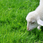 頌恩 275 我是主的羊